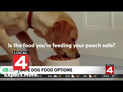 Which dog food should you buy? 58 of the most popular dog food brands tested