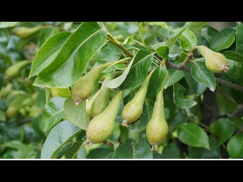 Ograniczenie miodówki przy okazji nawożenia manganem i cynkiem