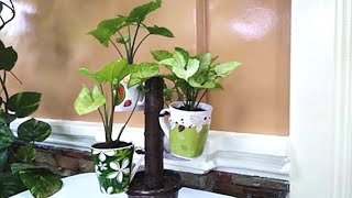 How to Recycle Old Ceramic Mugs Into Beautiful Tree Shaped Planters