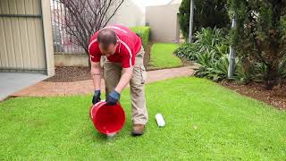 HowTo Manage Lawn Beetle