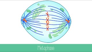 Mitosis and Cytokinesis