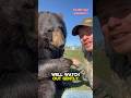 Pooh Bear! #animalsofyoutube #animals #bears
