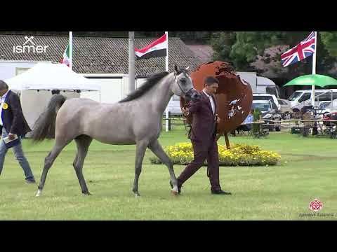 N 21 TF AMARANTA   Strohen 2020 European   2 year old fillies Class 4