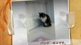猫紹介します！