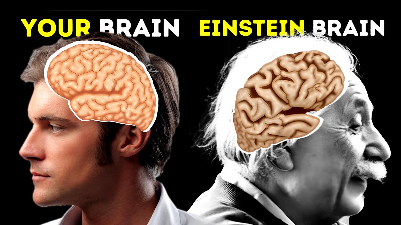 Your Brain vs Einstein Brain!