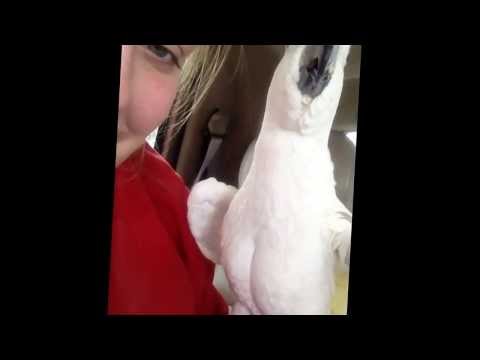 Sulfur Crested Cockatoo plays peekaboo!
