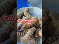 Coconut Worm Or Uok Teamdungon5811