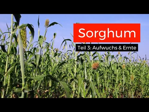 Sorghum als ertragreicher Maisersatz? Teil 3: Anbau und Ernte