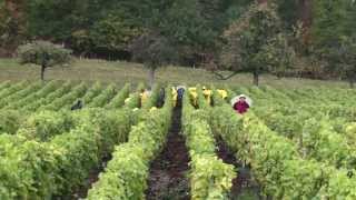 preview picture of video 'Les vendanges 2010 à la Capite Luin Vinzel'