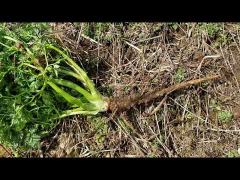 Poison Hemlock Rosette