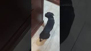 my dog scared of water 😆 🤣