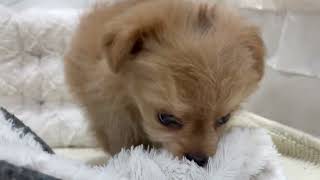 ハーフ犬の動画01