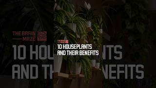 10 Houseplants and Their Benefits
