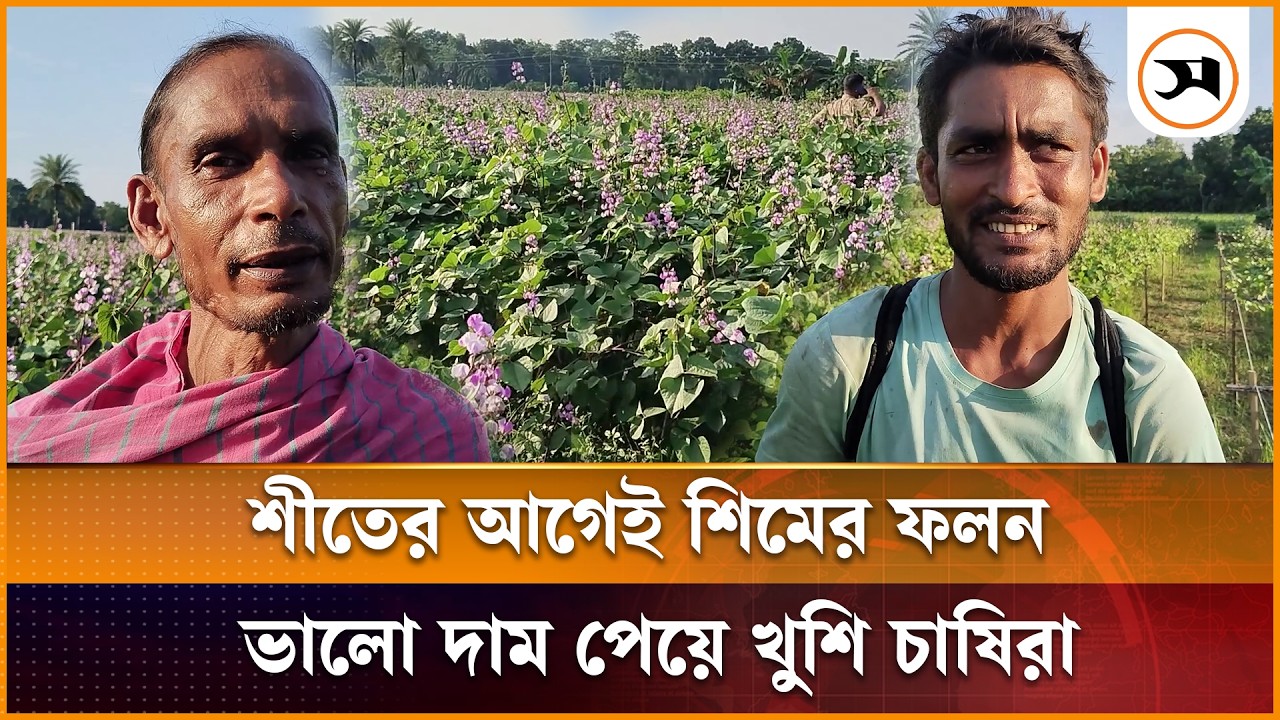 শীতের আগেই ঝিনাইদহে শিমের ফলন, ভালো দাম পেয়ে খুশি চাষিরা