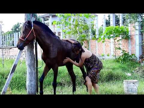 Fantastic!!! A Horse And A Girl At My Villages|Horse Training|How To Teach Your Horse Lay Down.