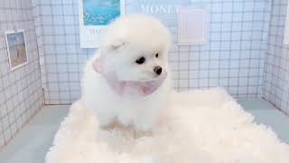 ポメラニアンの動画01
