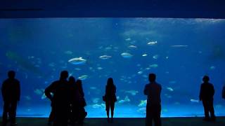 preview picture of video 'いおワールド かごしま水族館 - Kagoshima City Aquarium Iwo World'
