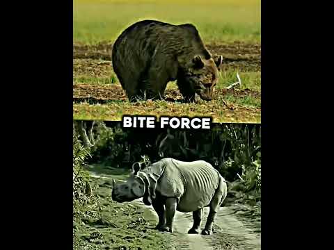 Kodiak Bear VS Indian Rhino #shorts #bears #rhino
