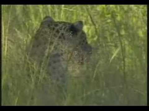 KARULA STALKING impala