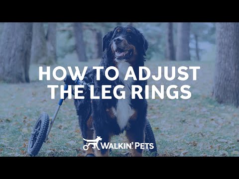 Nastavení kroužků na nohách vozíku pro psy Walkin' Wheels