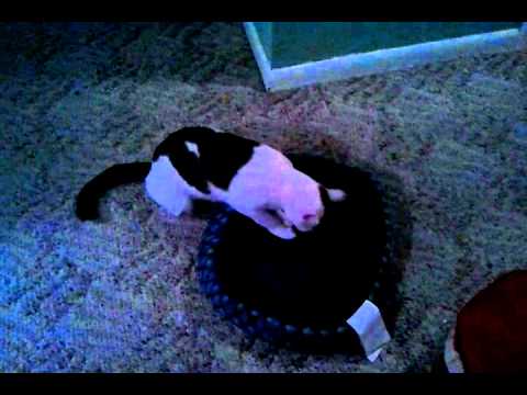 Catnip Cat Bed