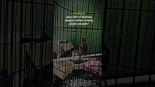 Download lagu Caption keren burung🐦Tanpa kebebasan@EmRuudstory #storywa #animals #motivation #viral#shorts mp3