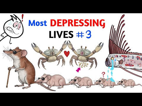 Tiere mit den traurigsten Leben – Teil 3