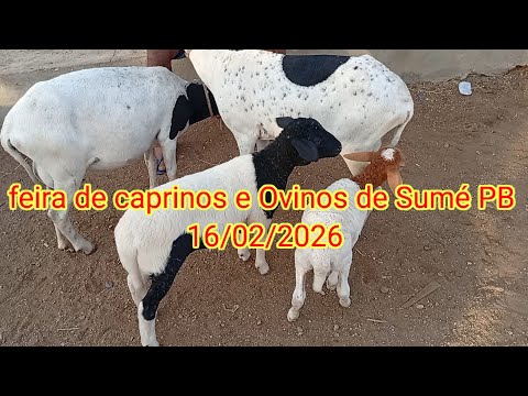 Feira de caprinos e Ovinos de Sumé PB 16/02/2026