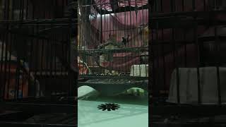 Download lagu Merbah Lekir Gacor mp3 Download lagu Merbah Lekir Gacor mp3