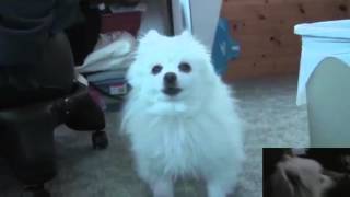 Cover art for undertale dog 4