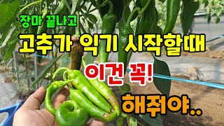 장마끝나고 고추가 익기 시작할때 이걸 꼭! 해줘야 고추 수확할 수 있습니다 #고추끝썩음병 #고추농사