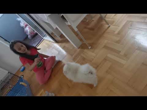 Nemački špic,German špic