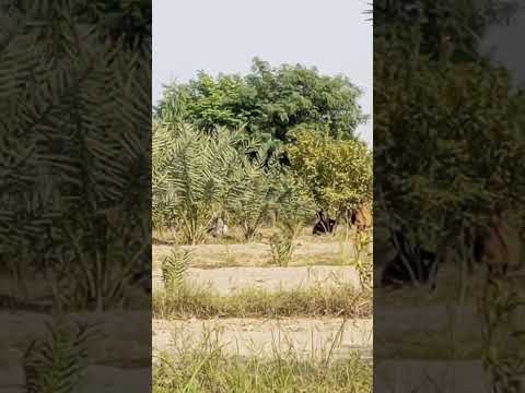 gardening khajoor of ghaki #flowers #garden #nature #spring #relaxingmusic (driver mujahid)