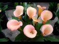 Calla Lily "Coral Passion" - Peach Calla Lilies
