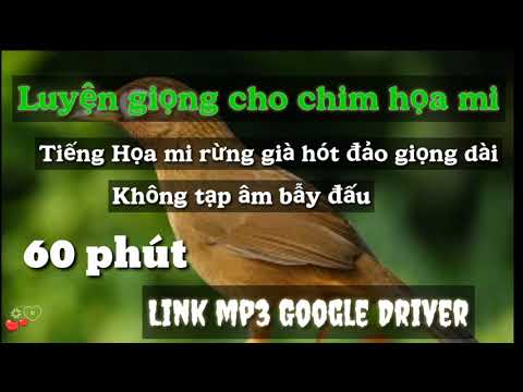 Luyện giọng cho chim Họa Mi không tạp âm