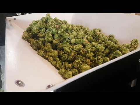 Baling Hops at Hopsagon