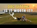 Dog Sitting Is It Worth It How Much Can You Earn Rover Tailster Trusted House Sitters