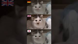 Download lagu Angry German cat meme but in different countries #shorts mp3 Download lagu Angry German cat meme but in different countries #shorts mp3