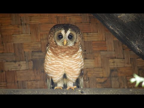 African Wood Owl calls