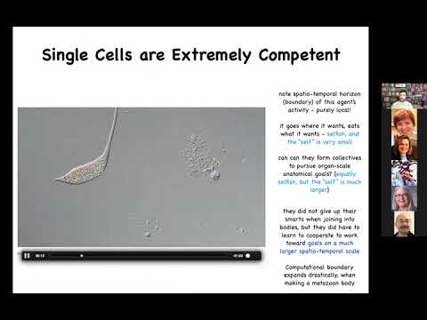 Michael Levin: "Non-neural, developmental bioelectricity as a precursor for cognition"