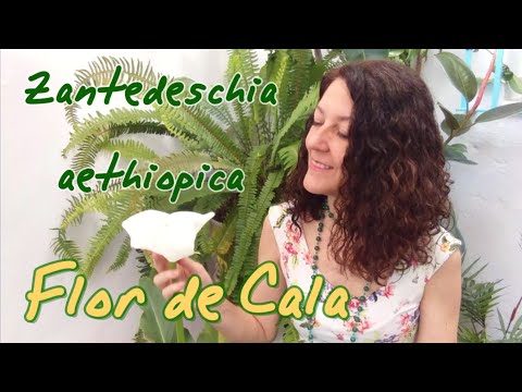 , title : 'FLOR DE CALA (Zantedeschia aethiopica)'