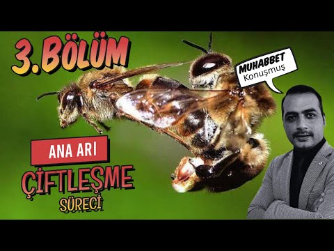 , title : 'Acemi arıcı, Ana arı Nasıl çiftleşme Uçuşu yapar ? 3.BÖLÜM'