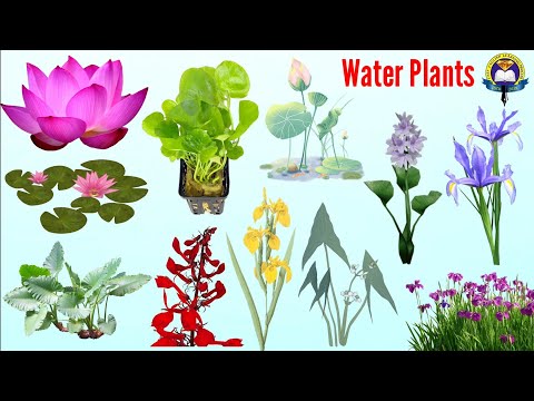 Water Plants Vocabulary | Aquatic Plants Name In English | Easy English Learning Process