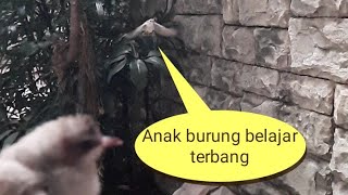 Download lagu anak burung Trucukan belajar terbang mp3