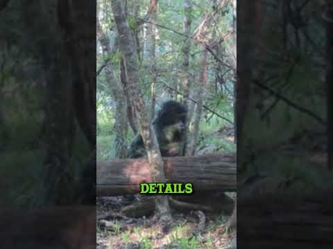Skunk Ape (Bigfoot) Captured By Game Camera In Florida #Bigfoot #Sasquatch #SkunkApe