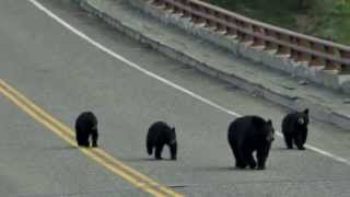 Bears on the bridge. Yellowstone national park.