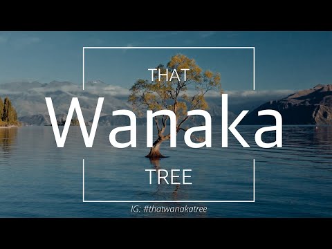 The most photographed tree in the world filmed on DJI Mavic Air 2