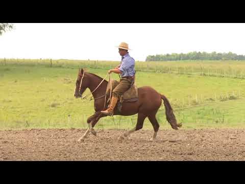 Las Callanas Jamás Nunca