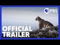 Pumas: Legends of the Ice Mountains | Official Trailer | NATURE | PBS