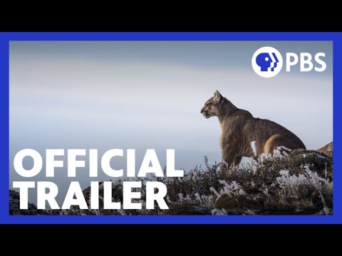Pumas: Legends of the Ice Mountains | Official Trailer | NATURE | PBS